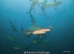 Schooling Blacktip sharks by Rasmus Raahauge 